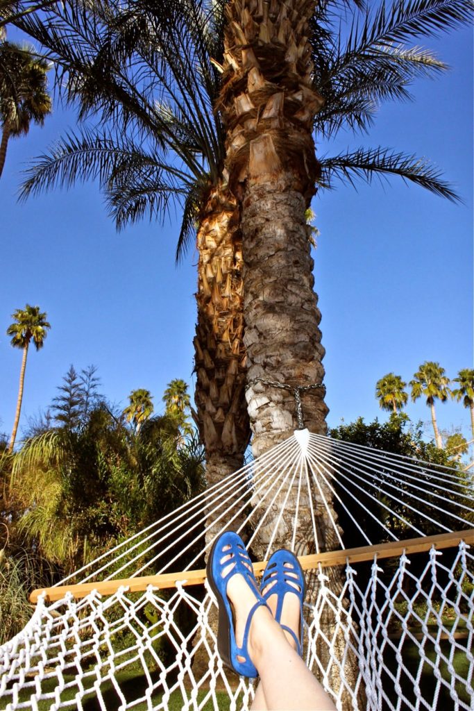 hammock parker palm springs palm tree