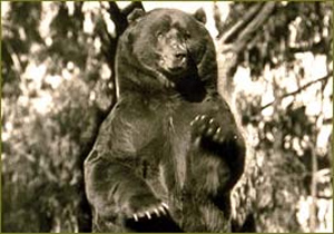 monarch grizzly bear california state bear flag